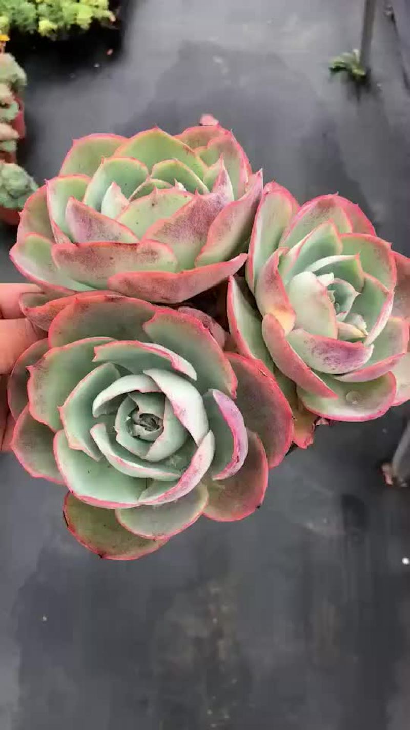多肉植物
