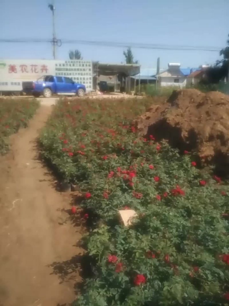 卡罗拉红玫瑰花苗带花苞花卉观花绿植物阳台盆栽大花浓香月季
