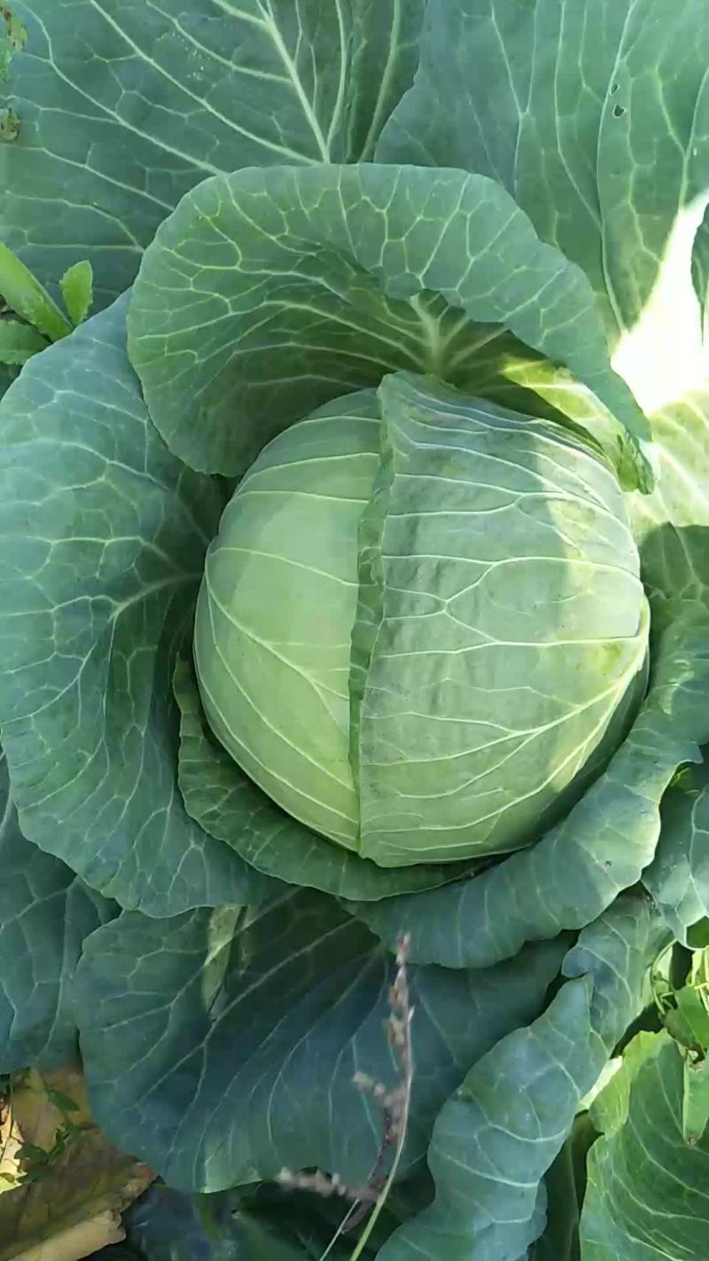 八百包菜，，一手货源