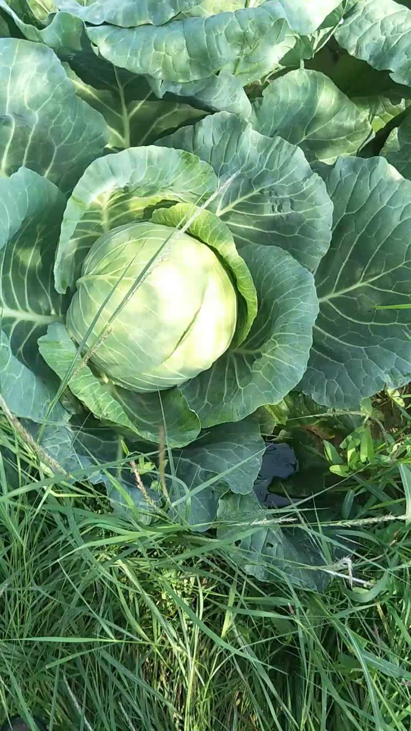 八百包菜，，一手货源