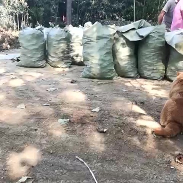 白芍芽，