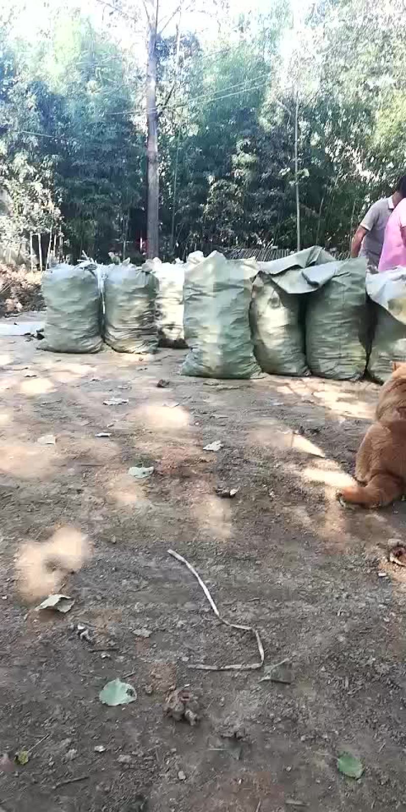 白芍芽，