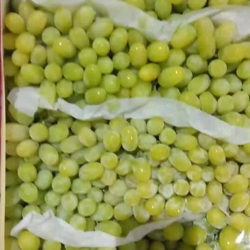 大量批发青堤