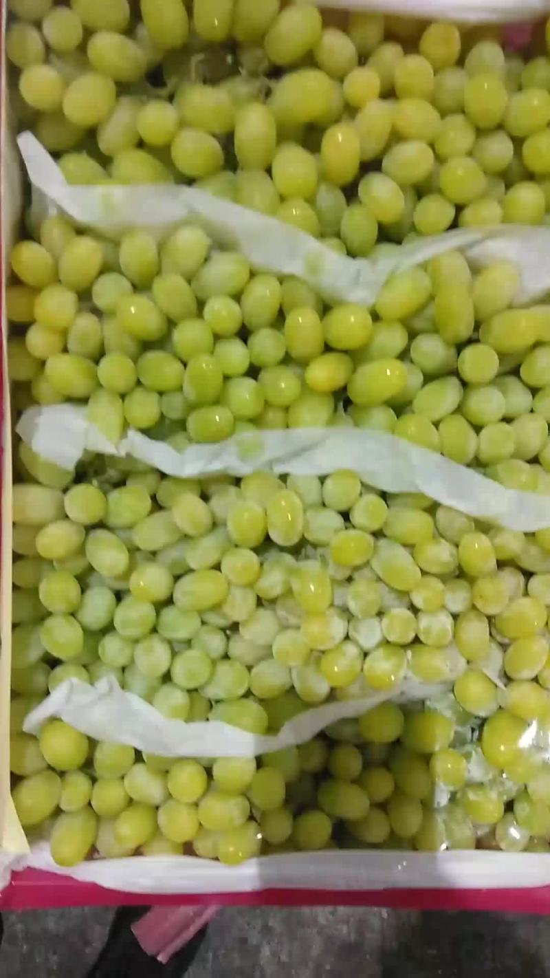 大量批发青堤