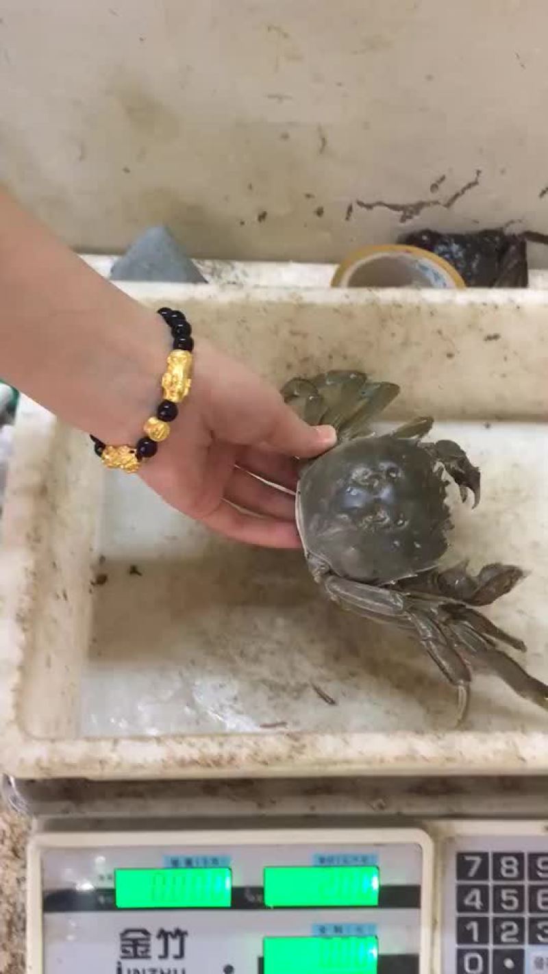 螃蟹