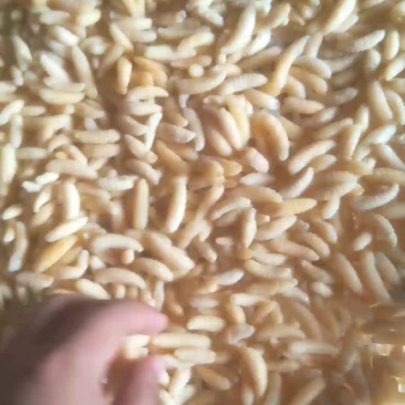 冻蜂