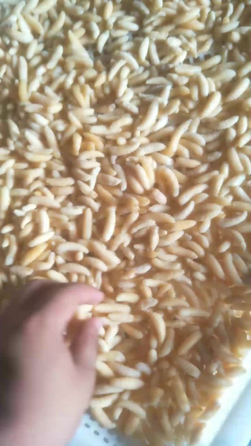冻蜂