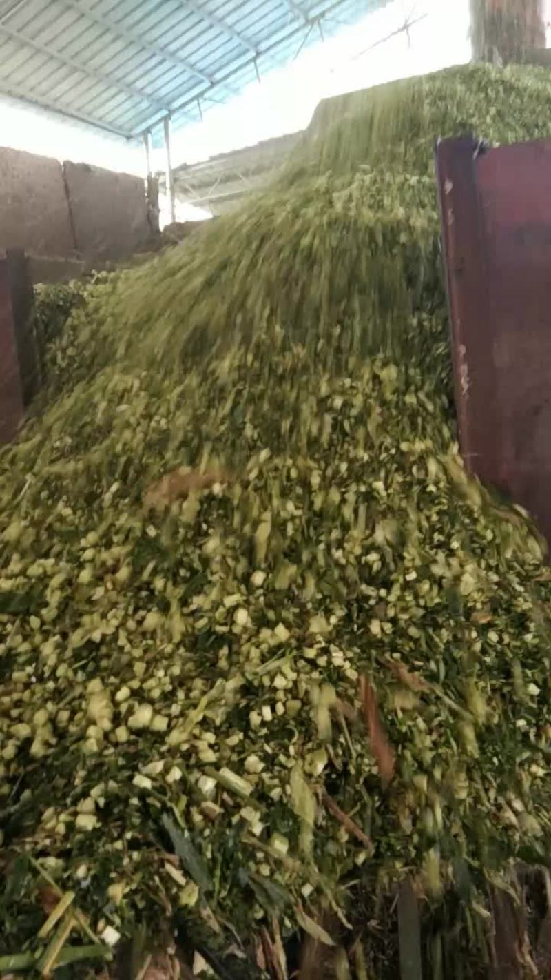 饲料
