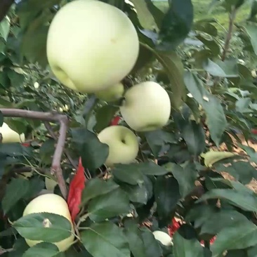 优质寒富苹果🍎7天以后上市