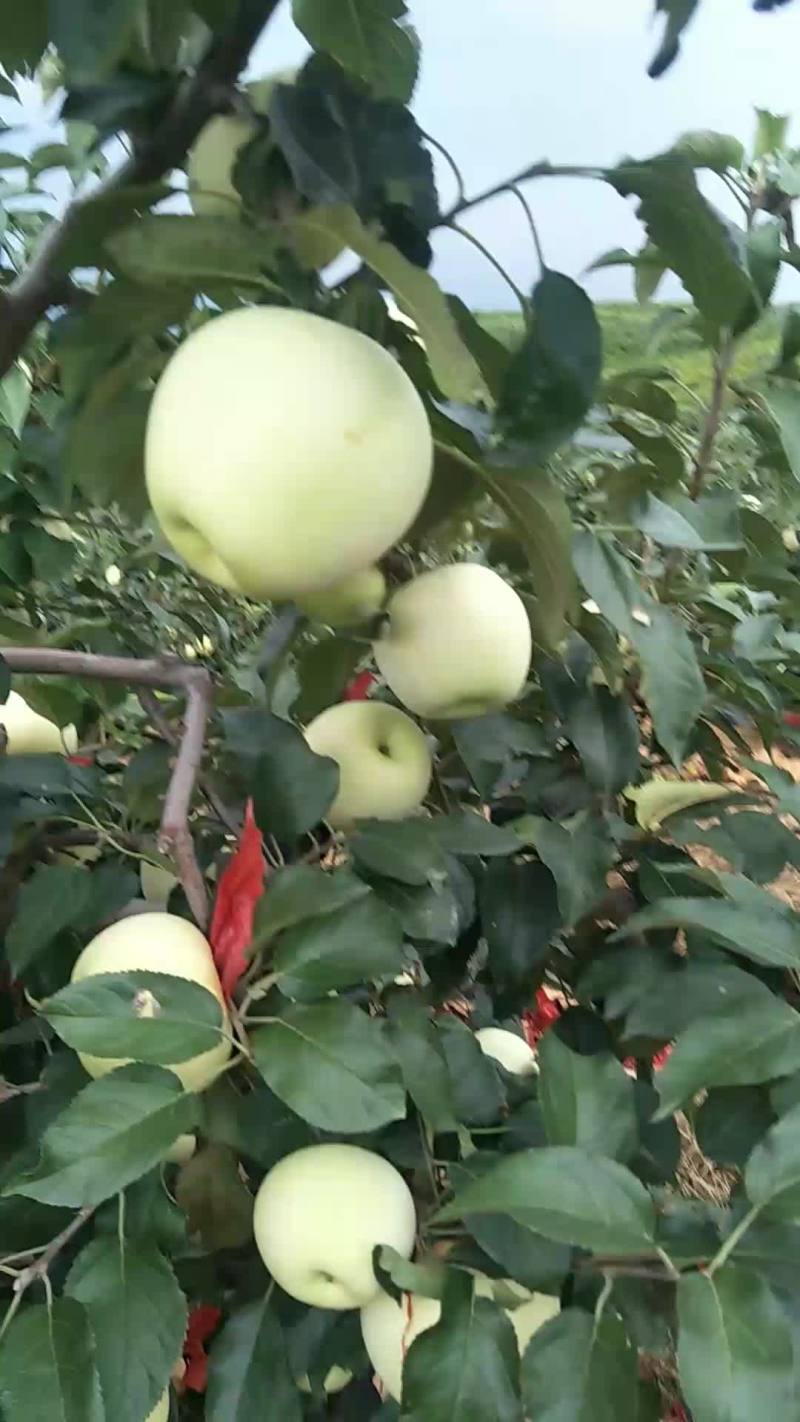 优质寒富苹果🍎7天以后上市