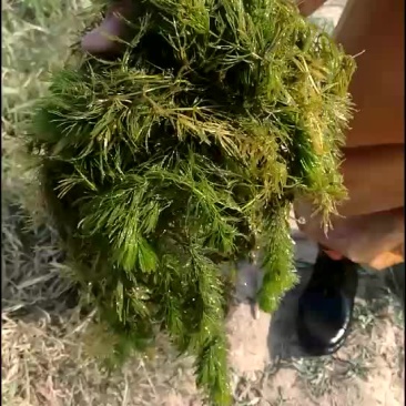 大量出售轮叶黑藻