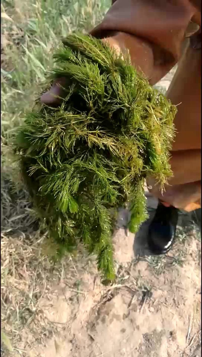 大量出售轮叶黑藻