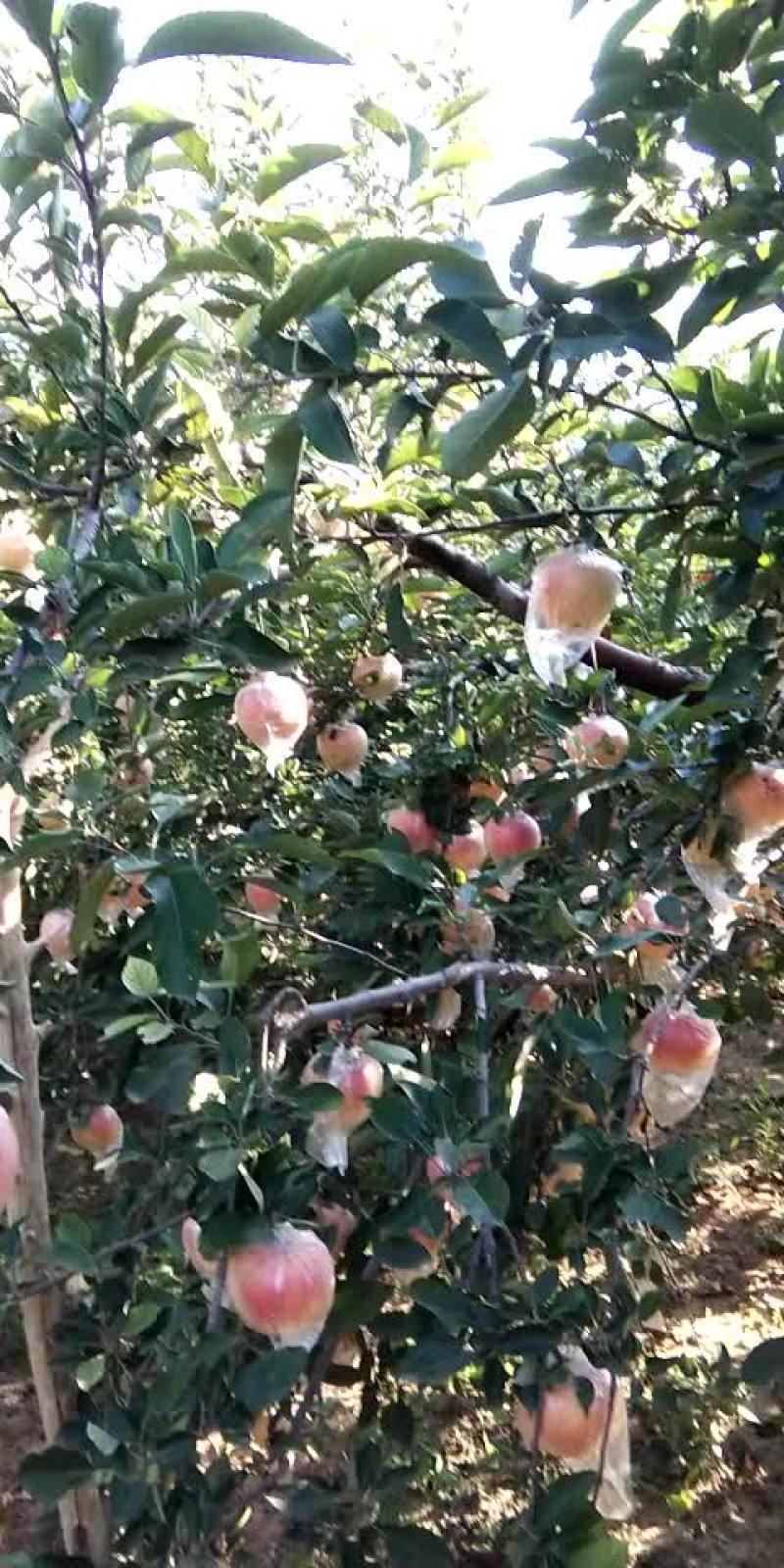 苹果