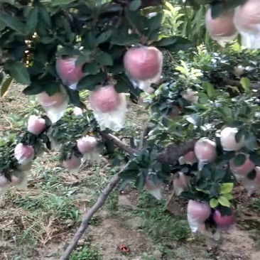 苹果