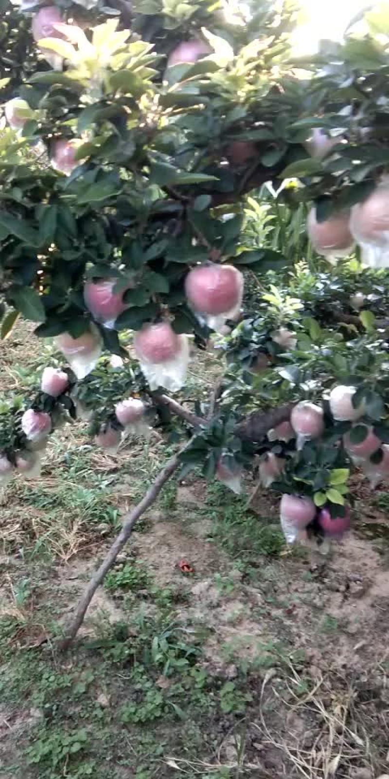 苹果