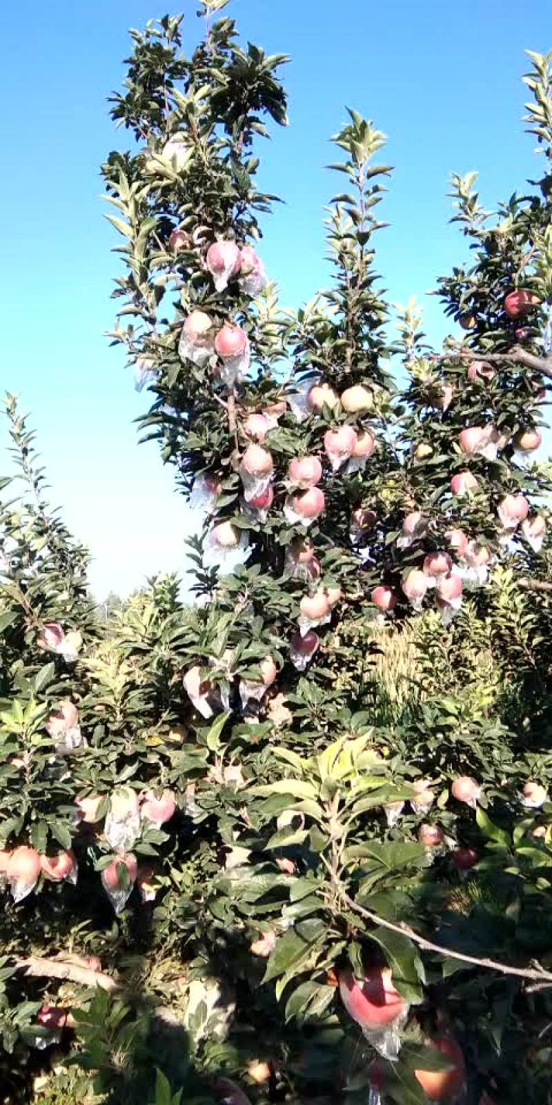 苹果