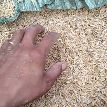 稻壳厂家直销