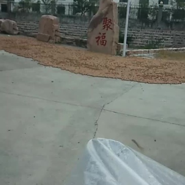 核桃