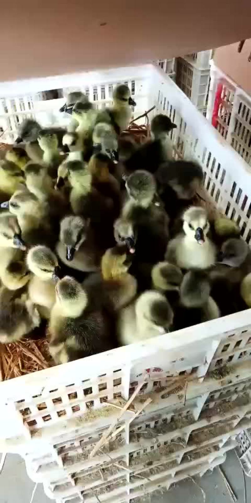 鹅