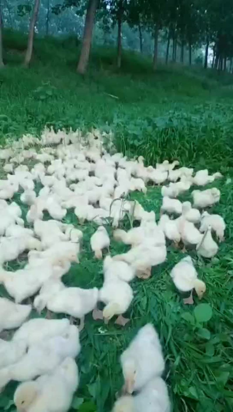 鹅