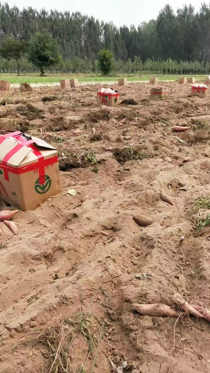 西瓜红，三俩以上