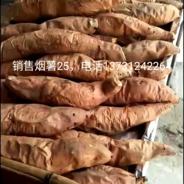 红薯