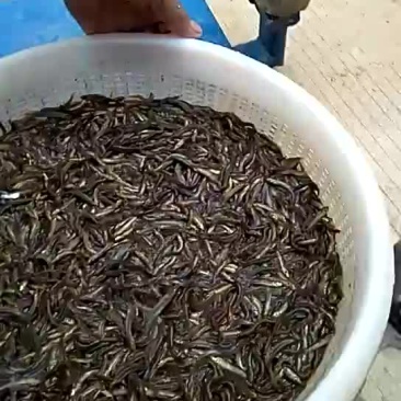 本公司大量出售台湾泥鳅苗