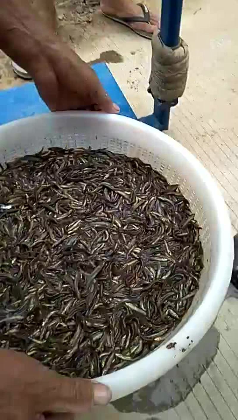 本公司大量出售台湾泥鳅苗