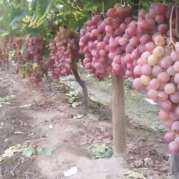 红提