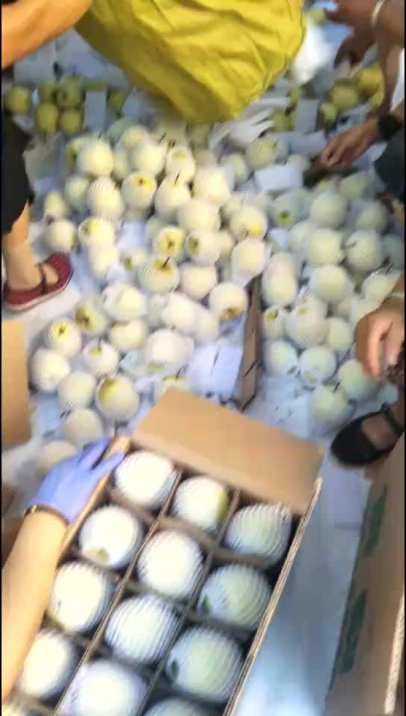 酥梨
