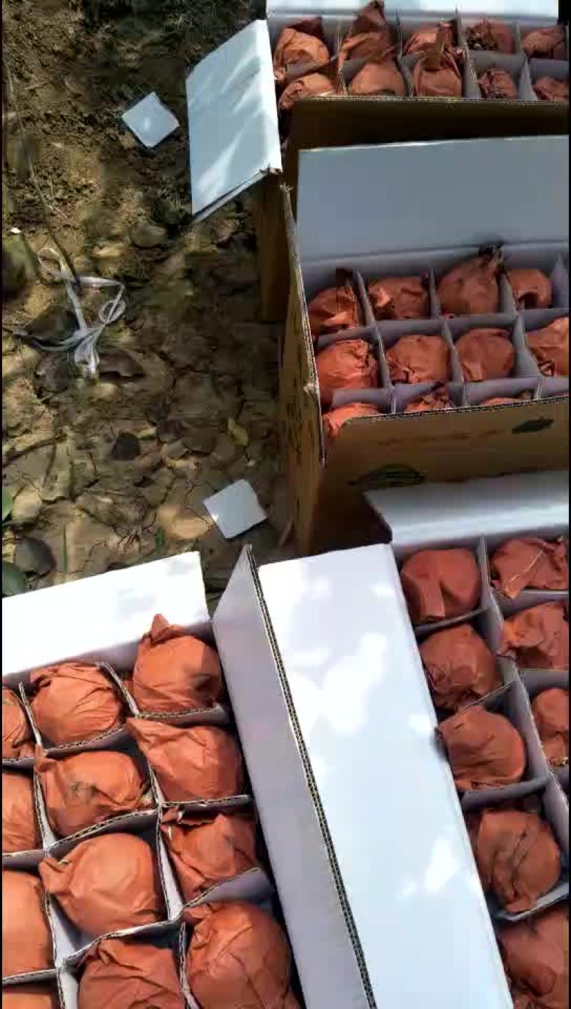 酥梨