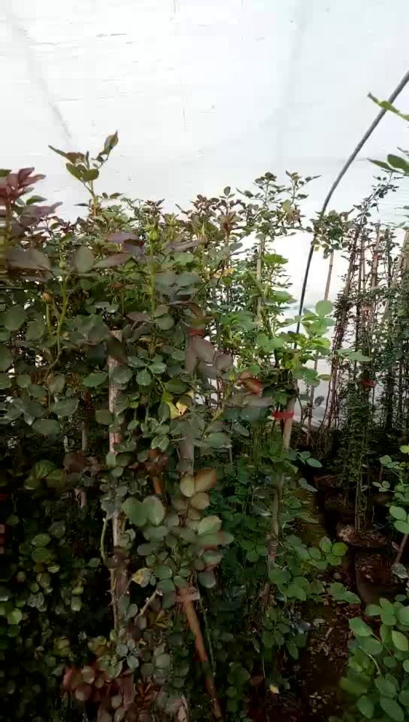欧月大苗