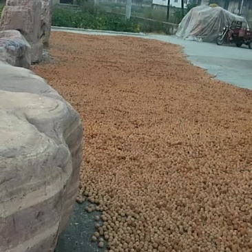 棉核桃