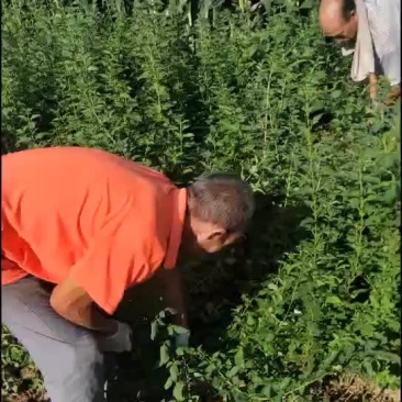 连翘苗