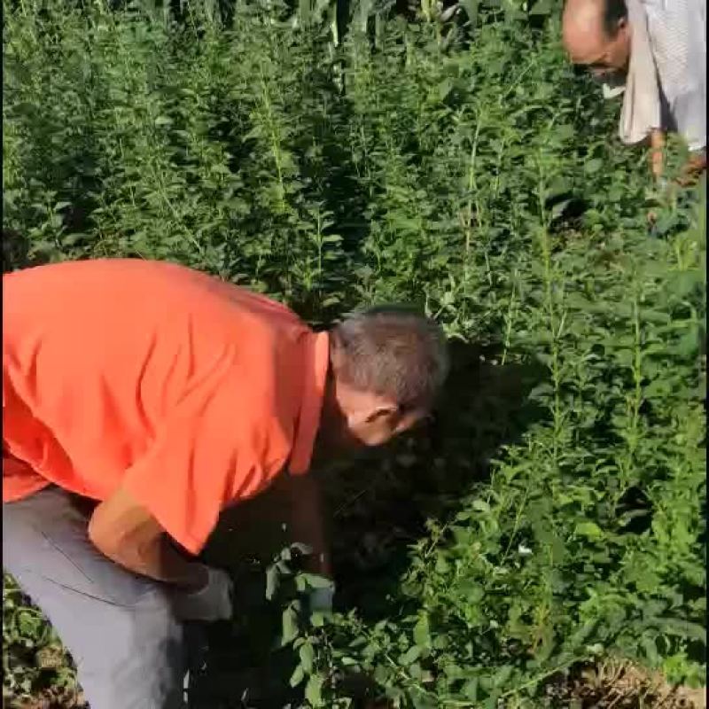连翘苗