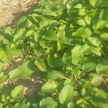 优质头茬丹参苗.根红苗正保证品质