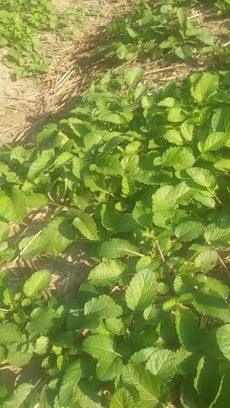 优质头茬丹参苗.根红苗正保证品质