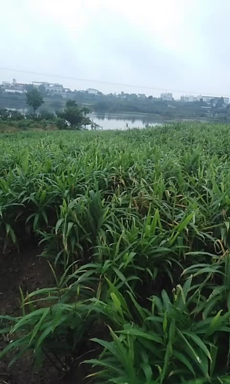 明年姜种