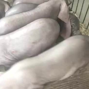 原种太湖母猪