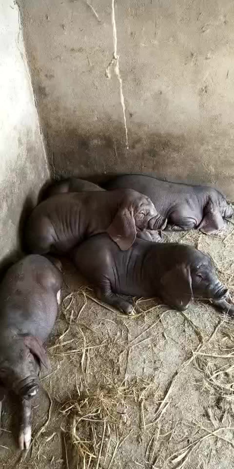 原种太湖母猪