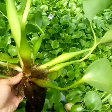 水生植物