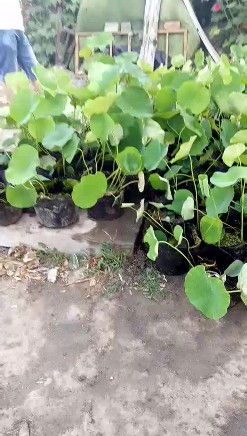 水生植物
