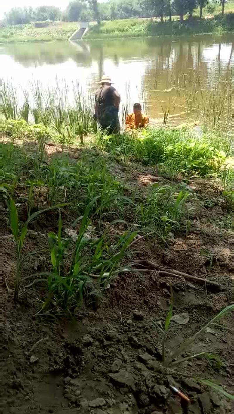 水生植物