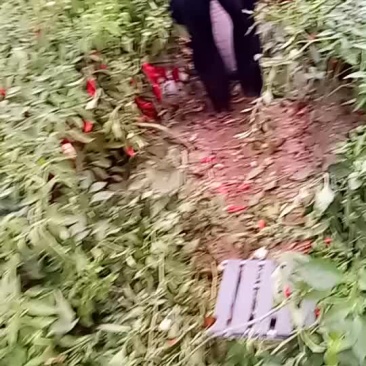 北京红