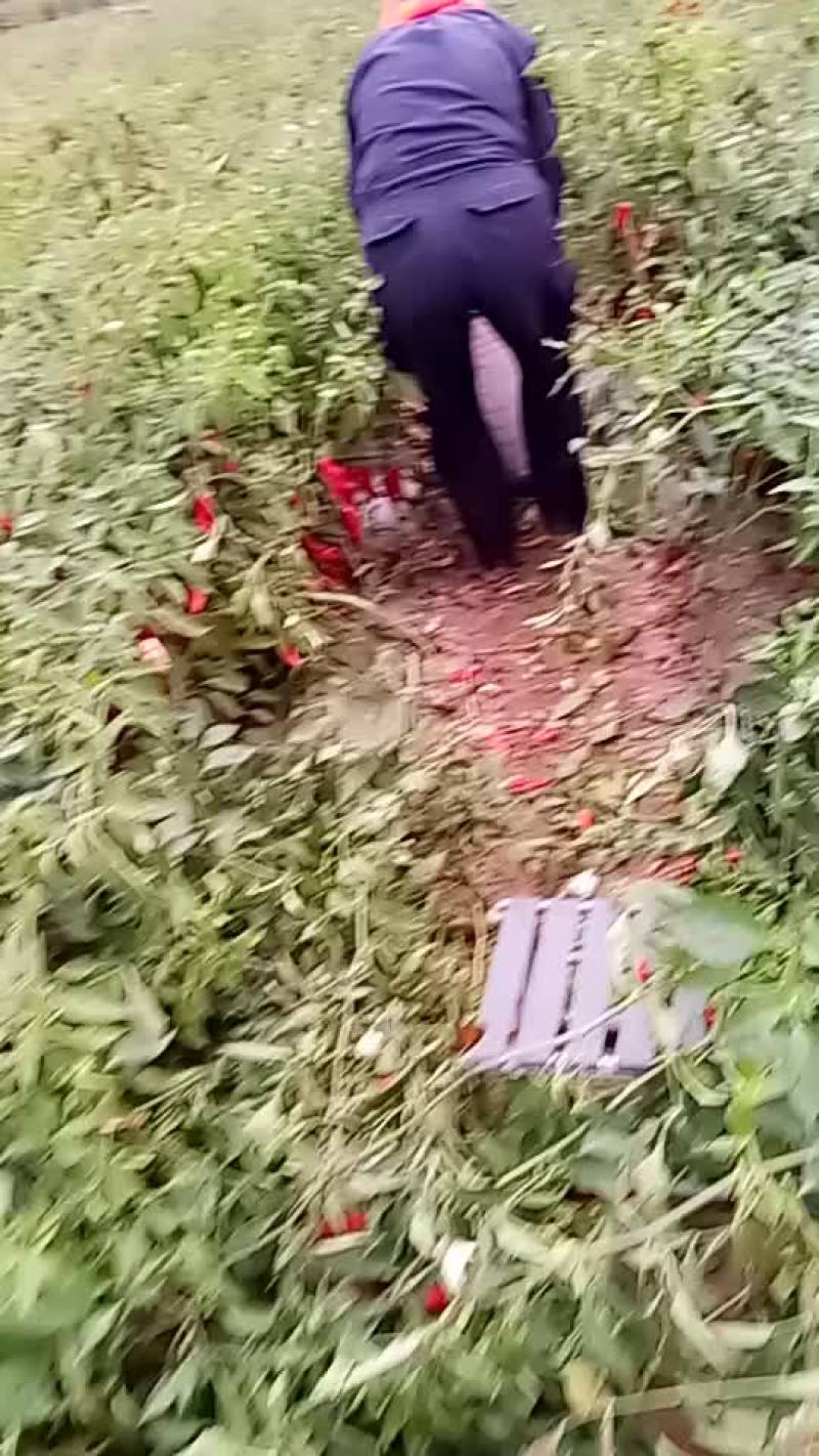 北京红