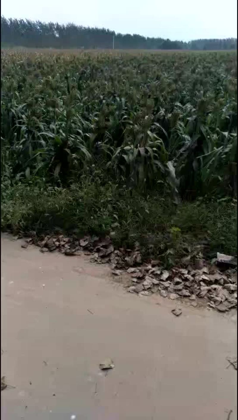 土地出租一年也租