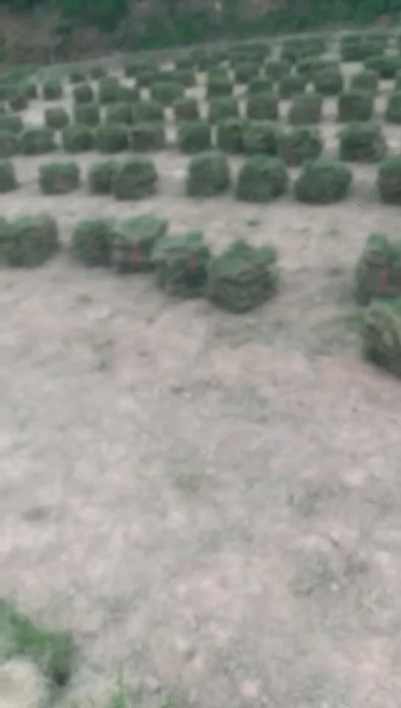 大量马尼拉草皮出售