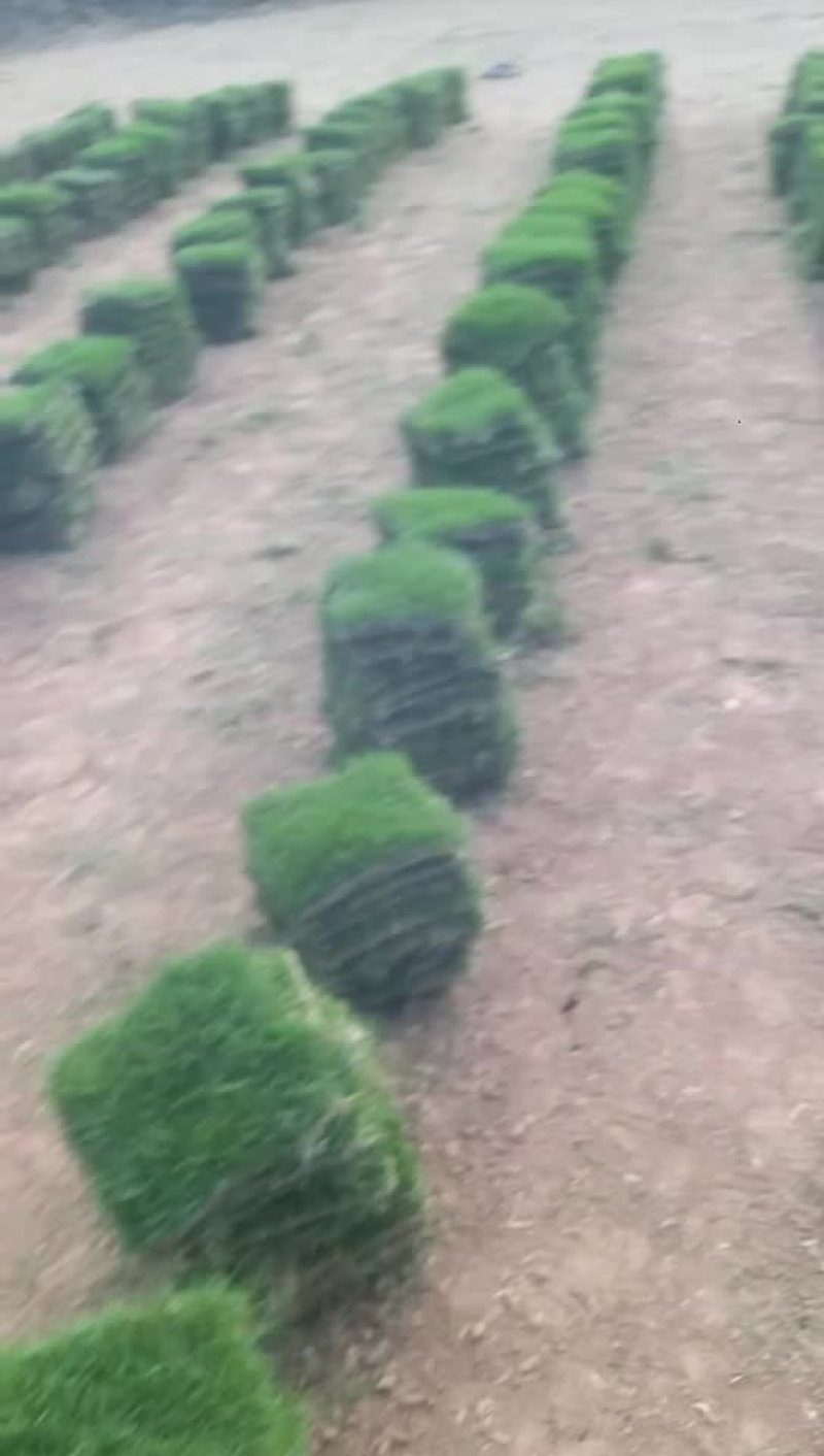 大量马尼拉草皮出售