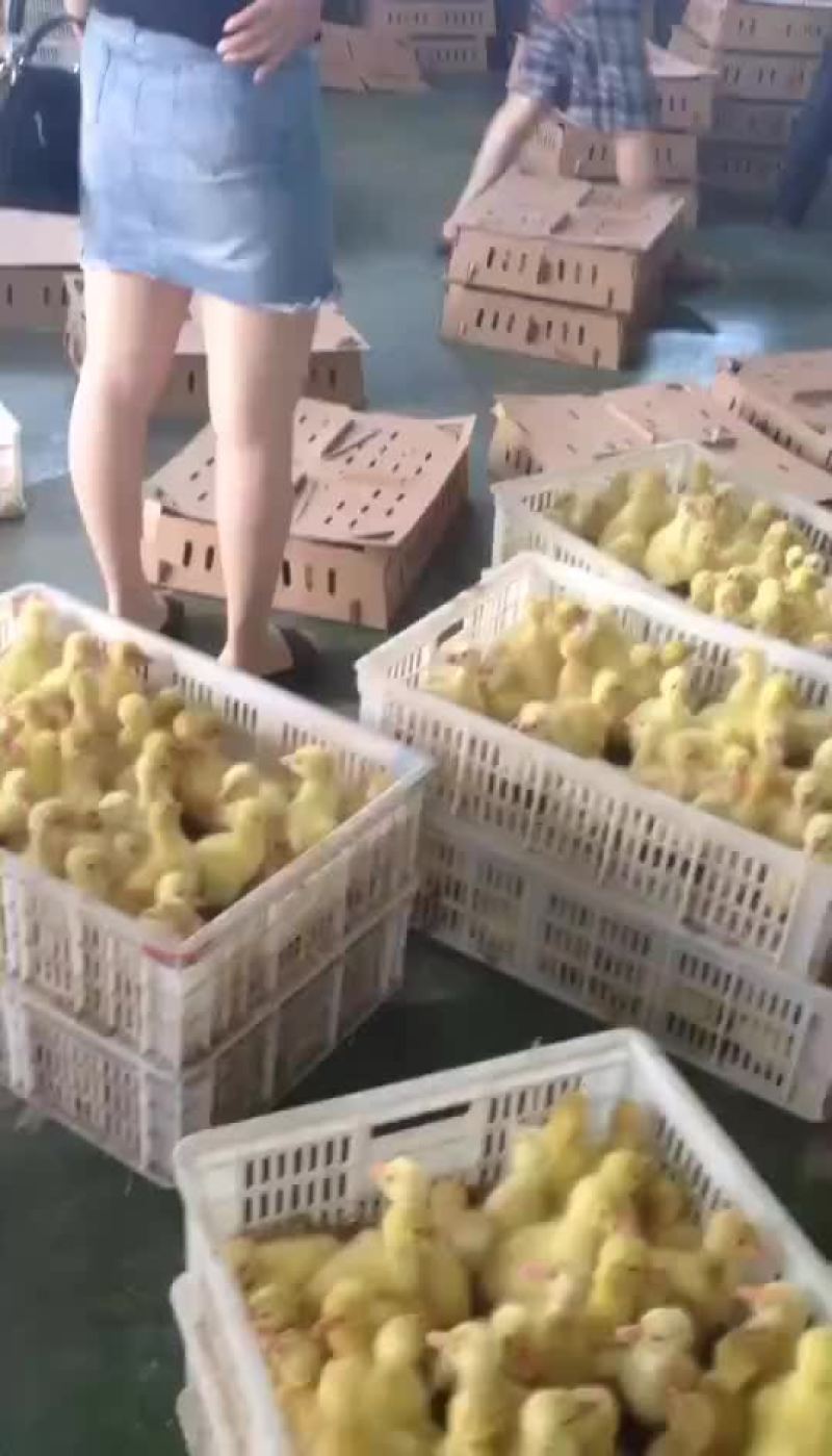 大型生态孵化基地