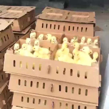 大型生态孵化基地